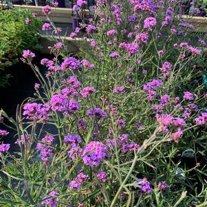 Verbena bonariensis Lollipop