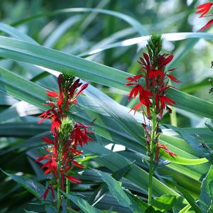 Lobelia cardinalis 