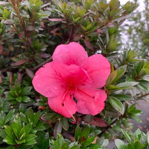 Azalea-Rhododendron Satsuki hybrid Chinzan