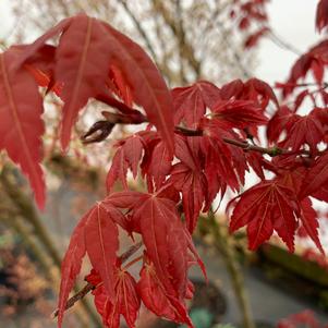 Acer palmatum Beni Maiko