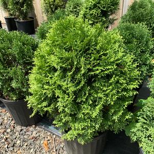 Thuja occidentalis Little Giant