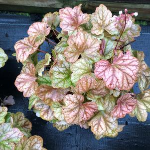 Heuchera Champagne