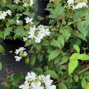 Viburnmum plicatum var. tomentosum Summer Snowflake