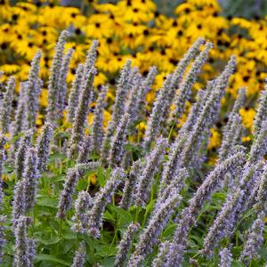 Agastache Blue Fortune