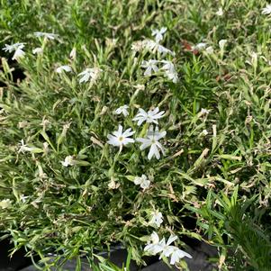 Phlox subulata Snowflake