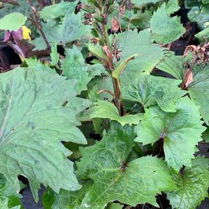 Ligularia Little Rocket