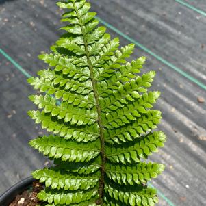 Fern-Polystichum polyblepharum 