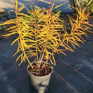 Amsonia Butterscotch