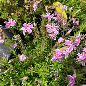 Phlox subulata Candystripe