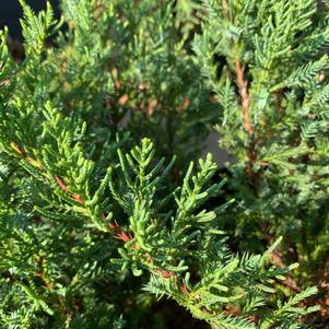 Juniperus chinensis Pfitzeriana Compacta