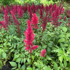 Astilbe arendsii Fanal