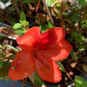 Azalea-Rhododendron Glen dale hybrid Buccaneer