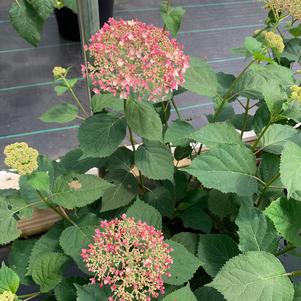 Hydrangea arborescens Invincibelle Spirit® (PP20765) 