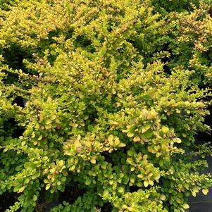 Berberis thunbergii Aurea Nana