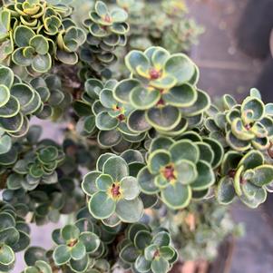 Ilex crenata Dwarf Pagoda