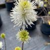 Fothergilla Gardenii Suzanne