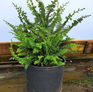 Chamaecyparis obtusa Teddy Bear