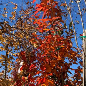 Nyssa sylvatica Forest Fire