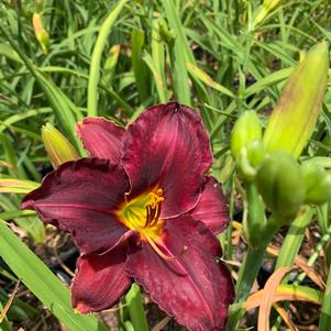 Hemerocallis Raspberry Suede