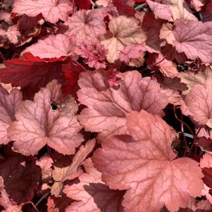 Heuchera Georgia Peach