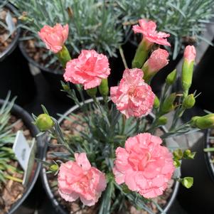 Dianthus Romance