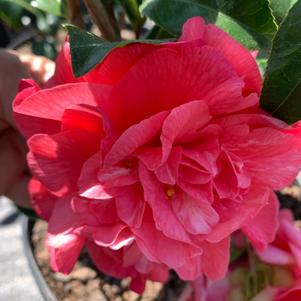 Camellia japonica Kumasaka