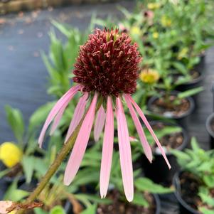 Echinacea pallida 