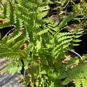 Fern-Osmunda cinnamomea 