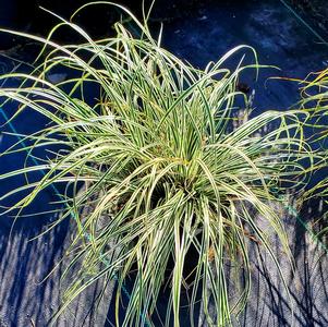 Carex oshimensis Everest