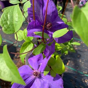 Clematis Elsa Spath