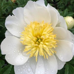 Paeonia Jan Van Leeuwen