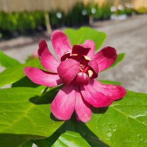 Calycanthus x Aphrodite (pp24014)