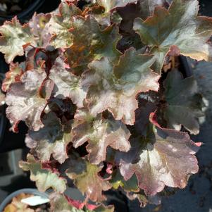 Heuchera Palace Purple