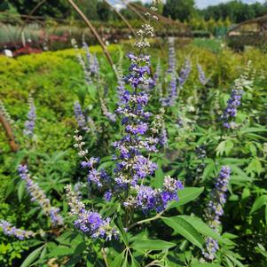 Vitex agnus-castus Shoal Creek