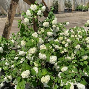 Viburnum opulus Roseum Sterile