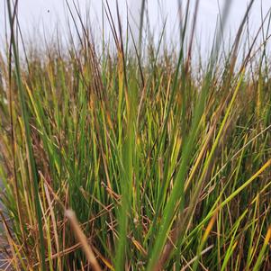 Juncus effusus 