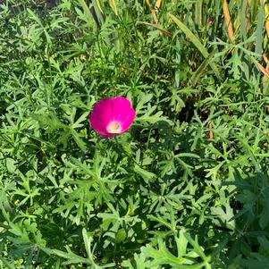 Callirhoe involucrata 