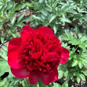 Paeonia Red Charm