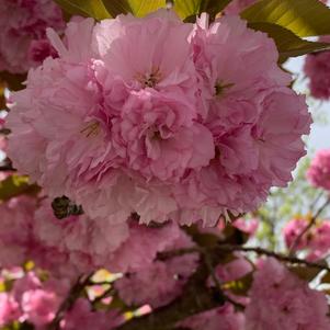 Prunus serrulata Kwanzan