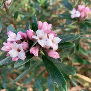 Daphne x medfordensis Lawrence Crocker