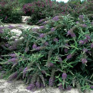 Buddleia Purple Haze