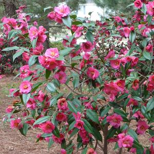 Camellia sasanqua Kanjiro