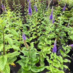 Veronica spicata Sunny Border Blue