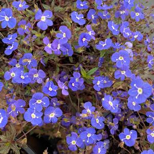 Veronica peduncularis Georgia Blue