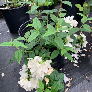 Philadelphus virginalis Snow Dwarf