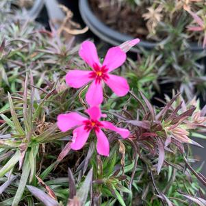 Phlox subulata Red Wings