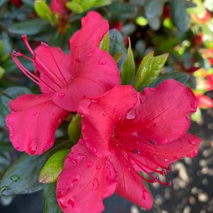 Azalea-Rhododendron Kaempferi hybrid Johanna