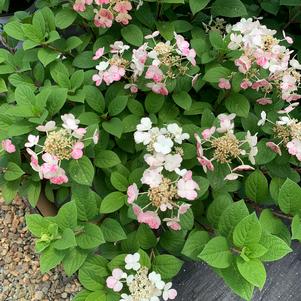 Hydrangea paniculata Little Quick Fire® (PP25136) 