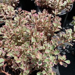 Sedum spurium Tricolor