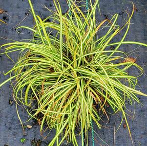 Carex oshimensis Evergold